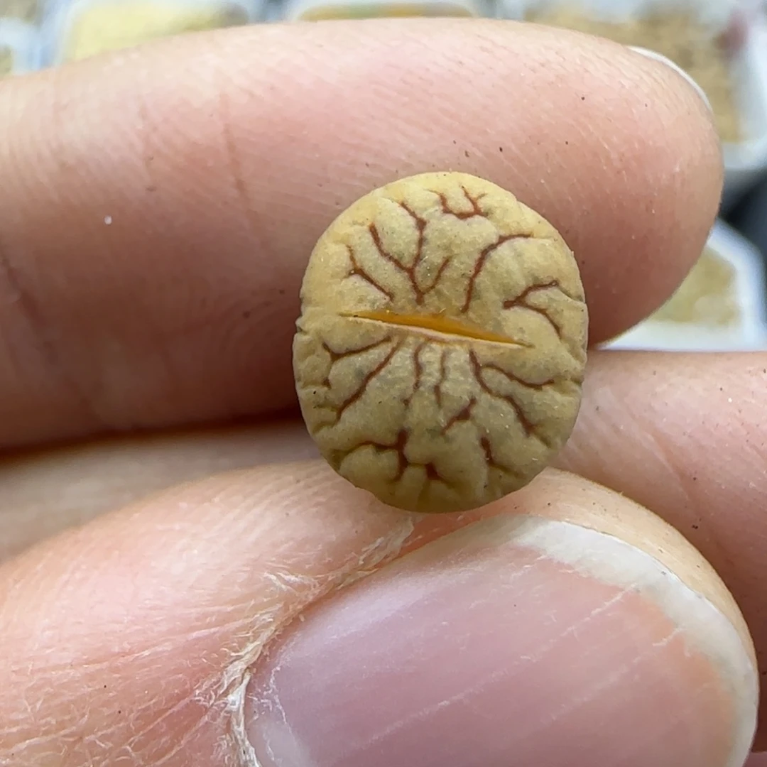 410 清框福利30包邮