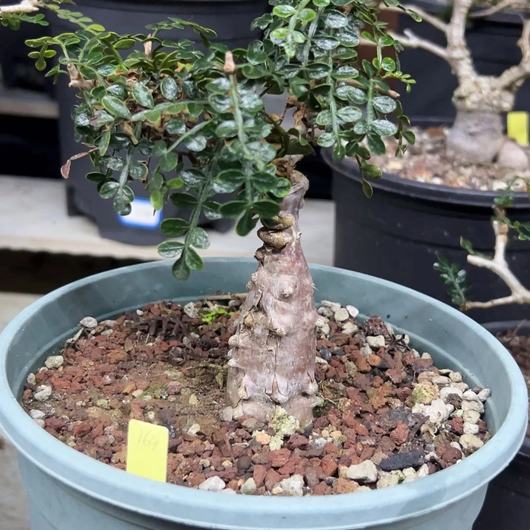 象足漆树一物一拍偏远不包邮不退不换