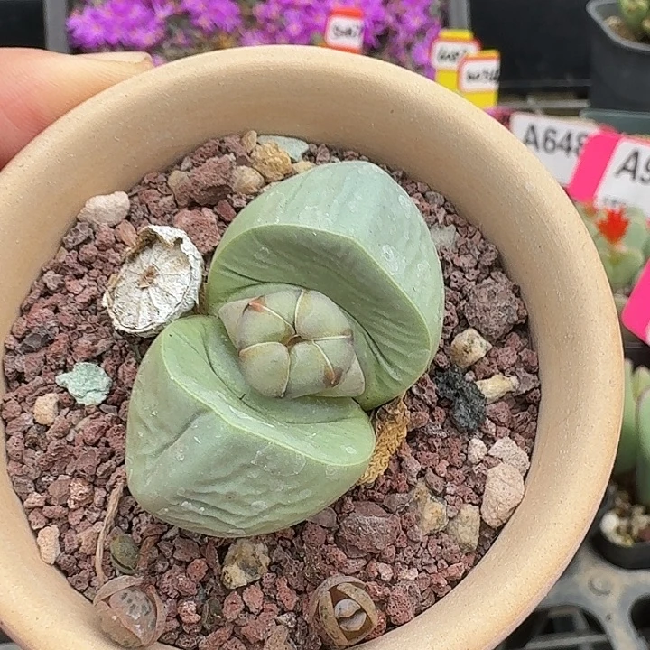 密密麻麻密密麻麻1071