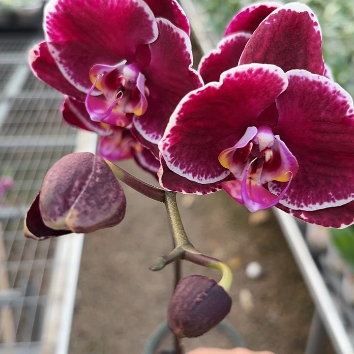 香***拉完全开放0289蝴蝶兰一物一拍