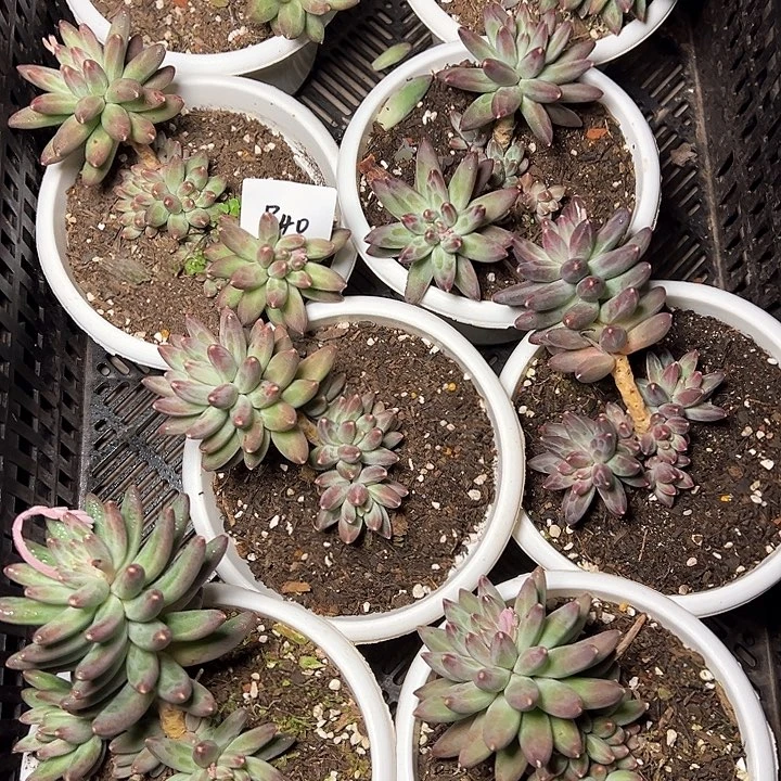 840多肉一颗包邮