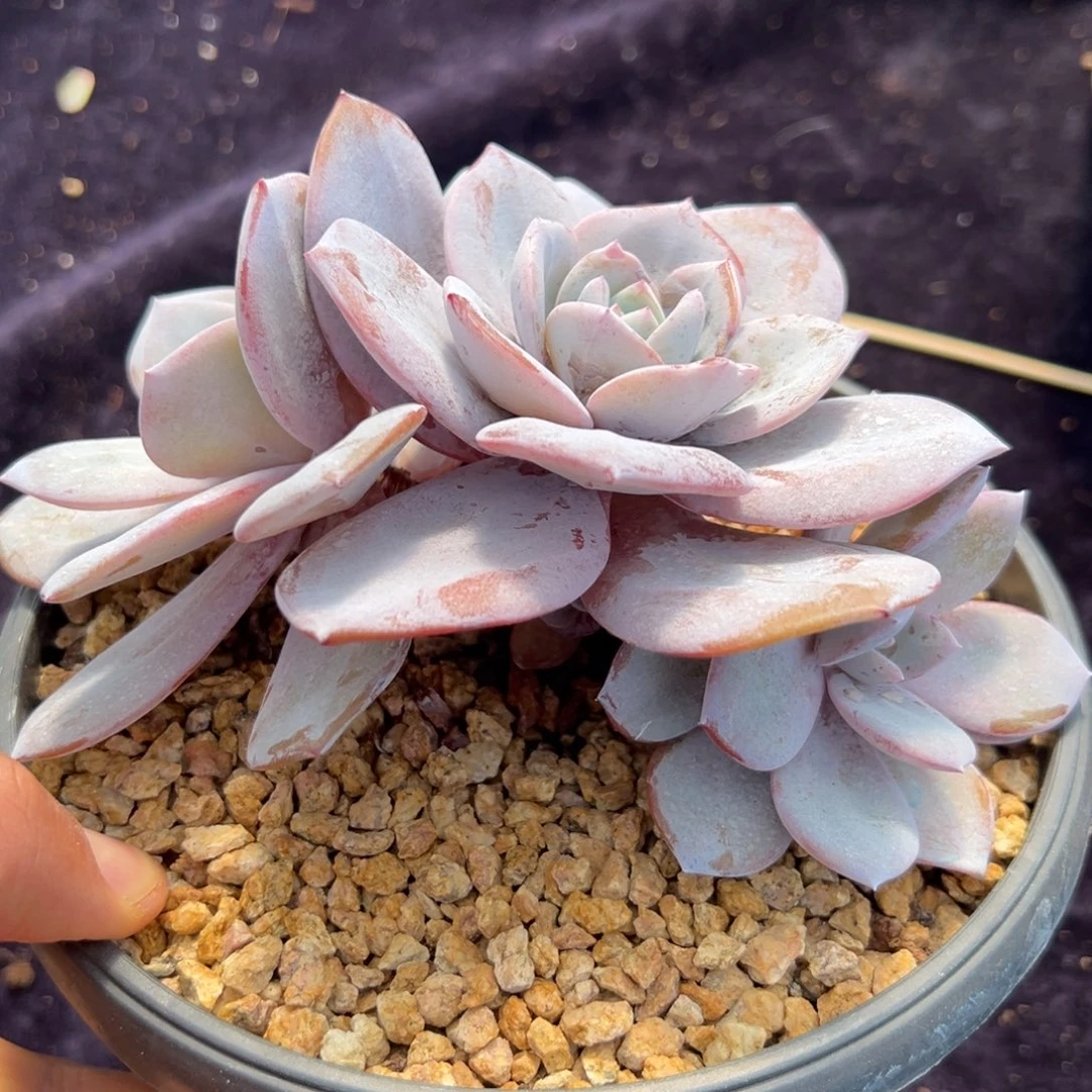 新年快乐新年快乐