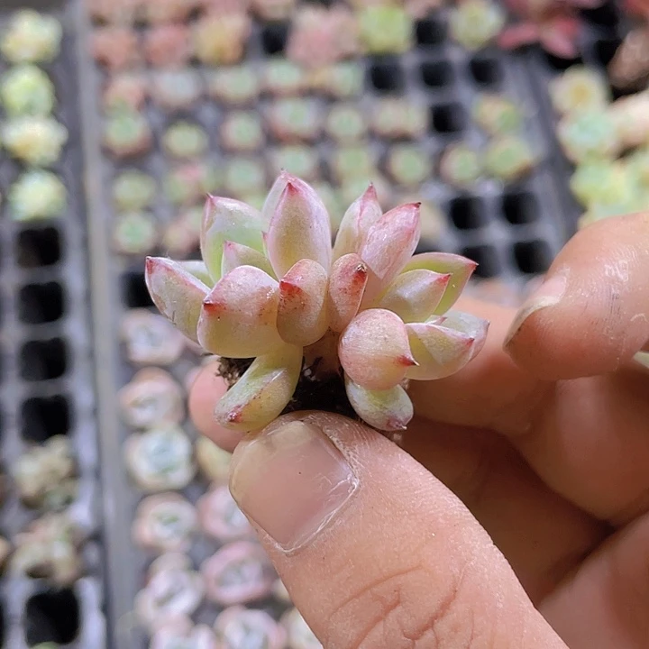 比翼鸟精品多肉量拍