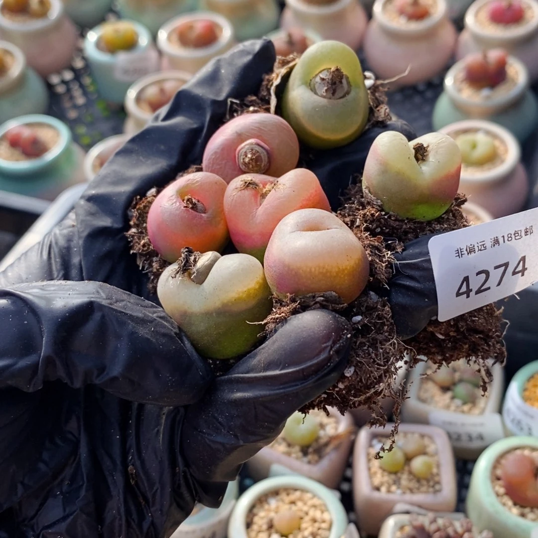 ?****?4274-一物一拍 7颗