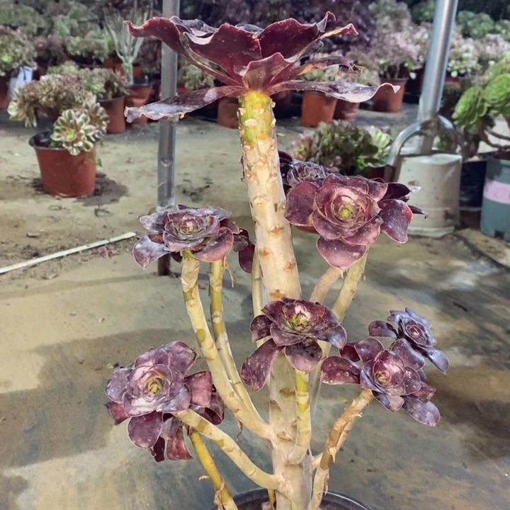 巫毒多肉植物87。