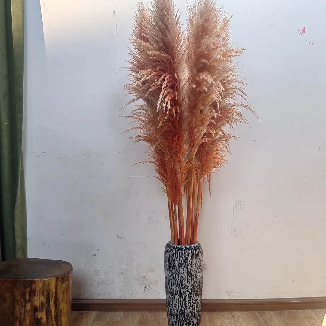 【永生橙色蒲苇】小众高级家居渐变蒲苇永生花