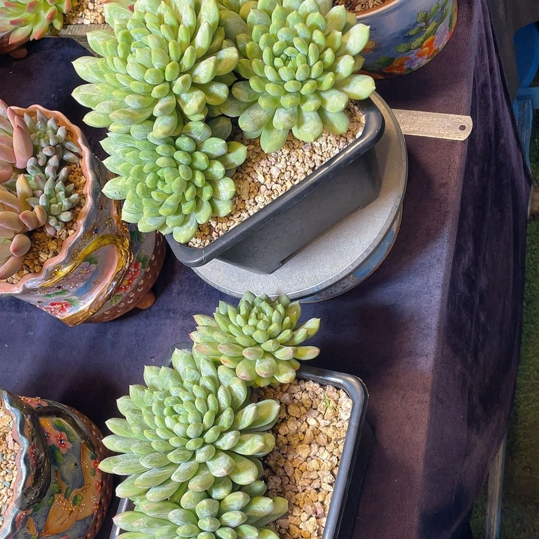 多肉植物脱土包邮