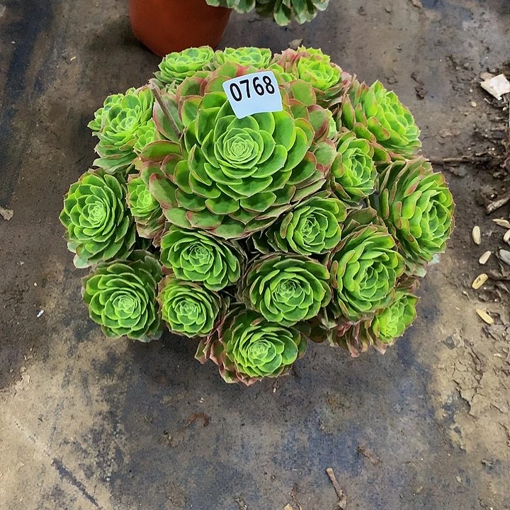 沉*多肉奶白锦768000