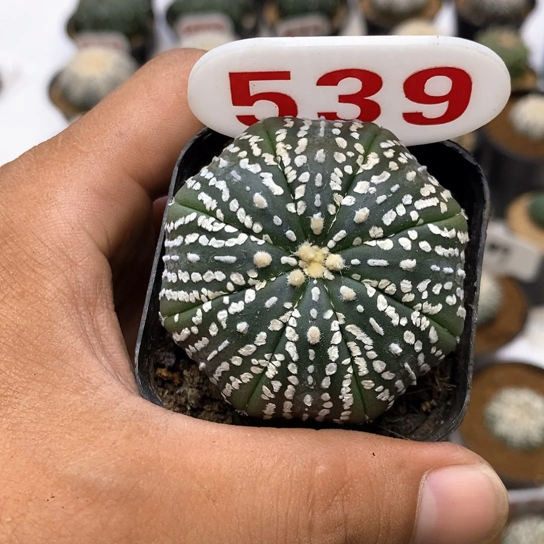 539福利特价来了哦耶