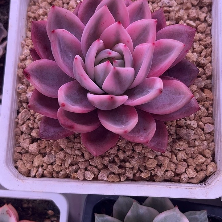 香槟锦多肉植物单头