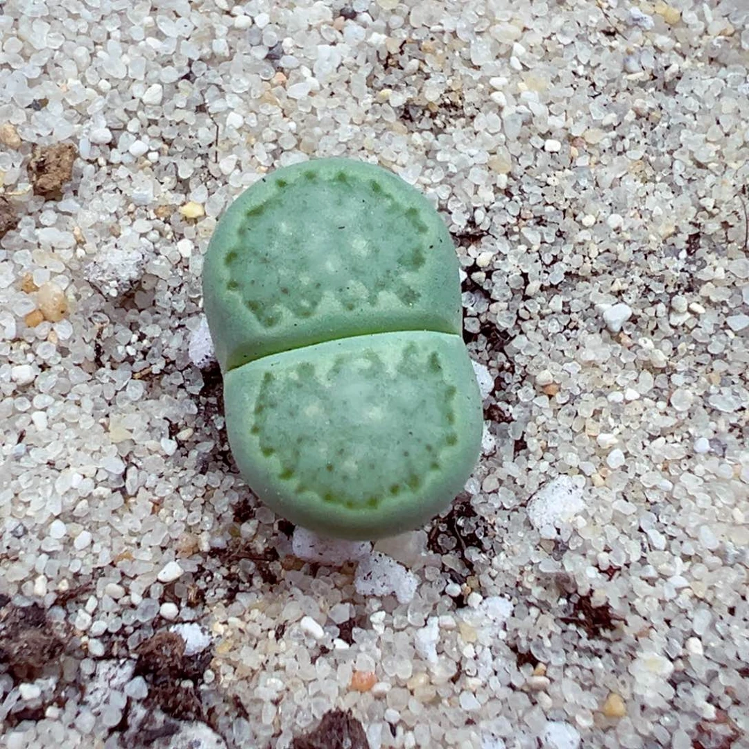 完全开放优秀的肉肉616-1