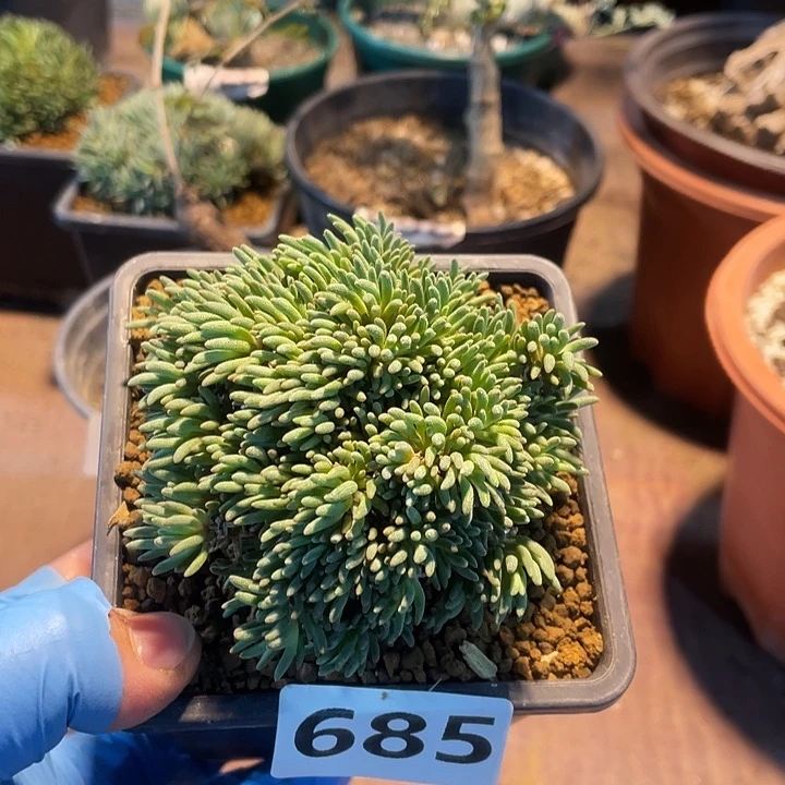 685晶珊瑚块根植物