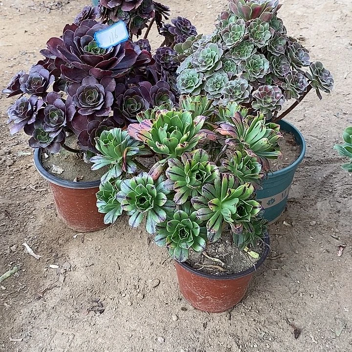 116，4棵13567890000000