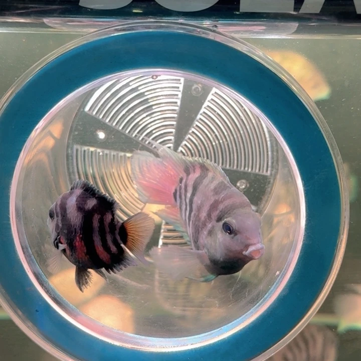 海水鱼迷你鹦鹉一公一母