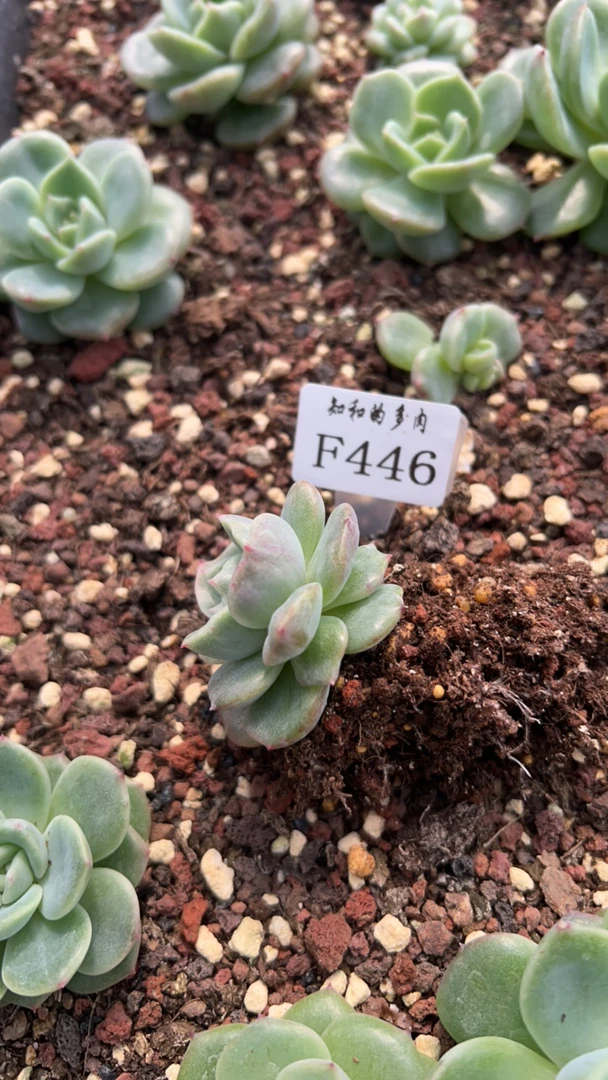 知和的多肉F446专拍链接