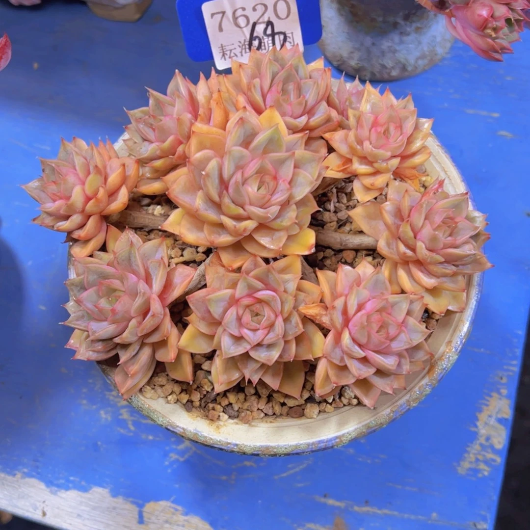 玫瑰夫人7620多肉植物