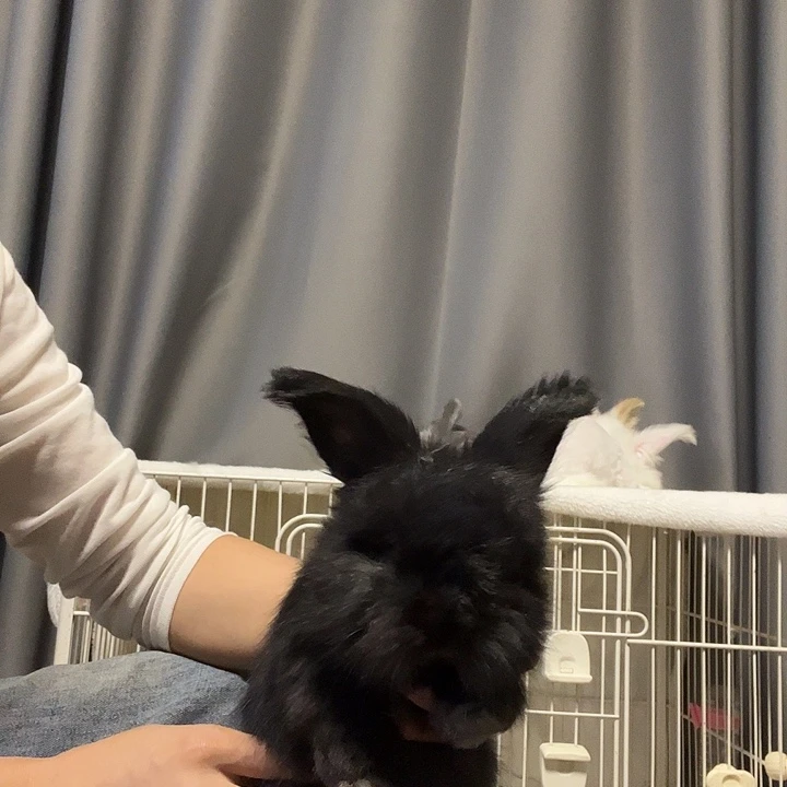 黑色安哥拉兔?****茶