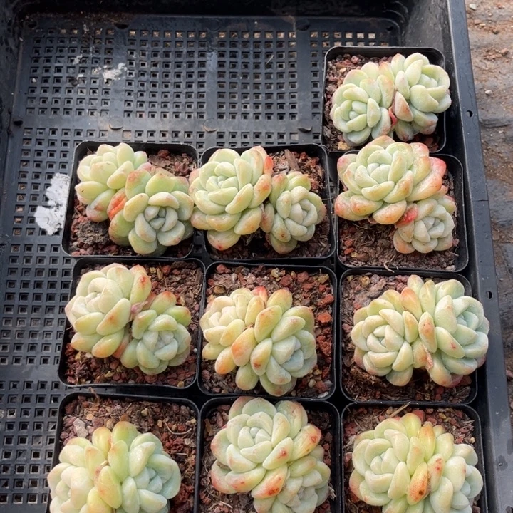 冰玉多肉七方盆一组10个9号