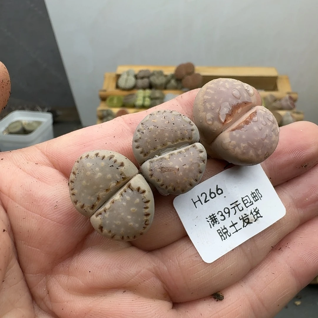 *****266多肉就哈哈哈哈哈哈