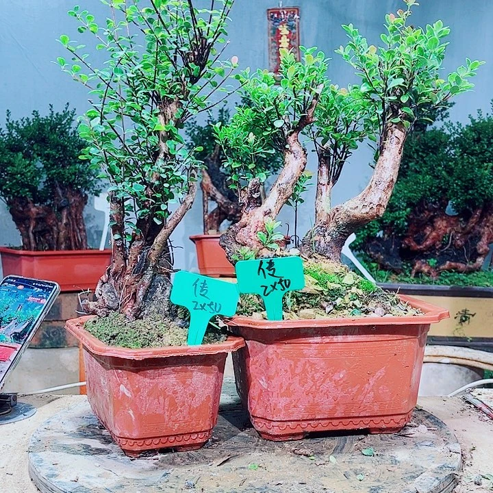 传***1无花朵赤楠盆景艺术