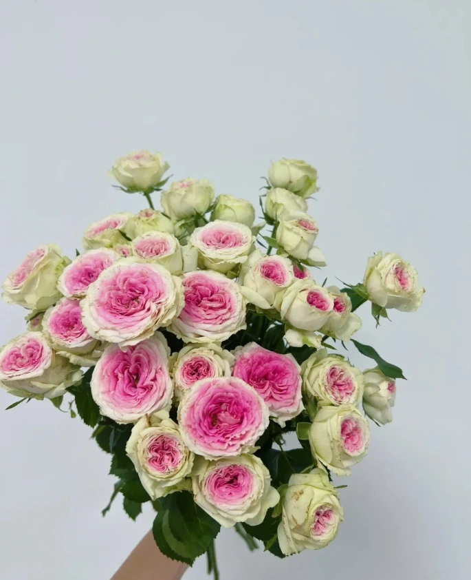 【全场任意两单包邮】冰淇淋多头玫瑰8-10枝（1枝不赔付）