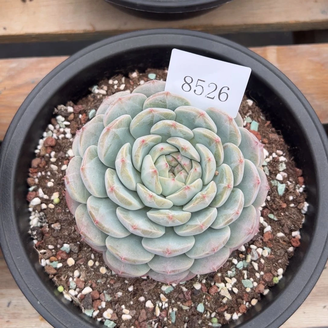 S****g8526多肉多的多多多