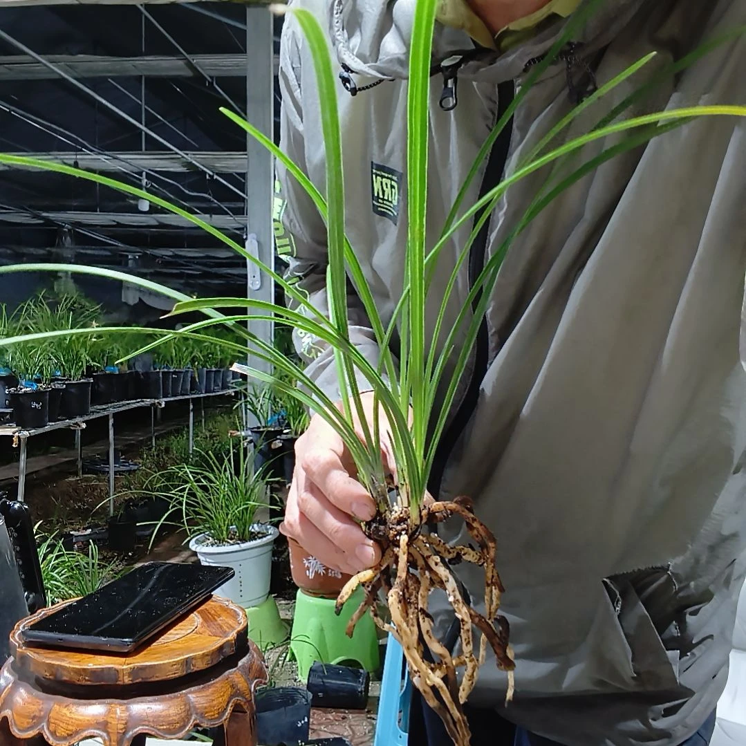 少***翁无花朵蕙兰竹蕊兰花