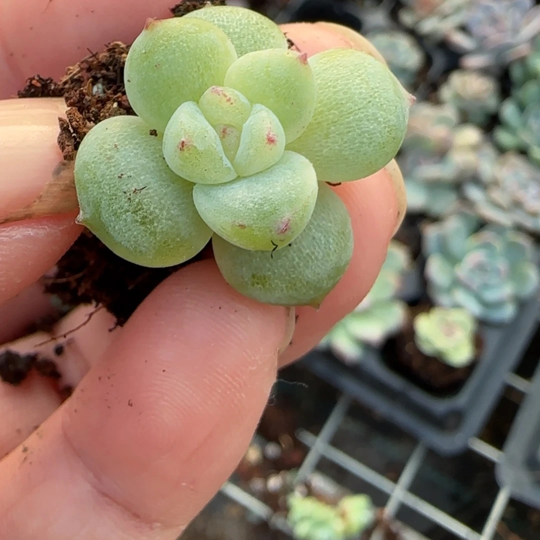 小卡拉米糖心一物一拍