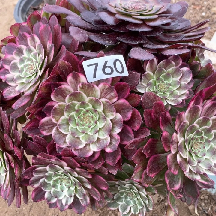 760多肉植物油彩画