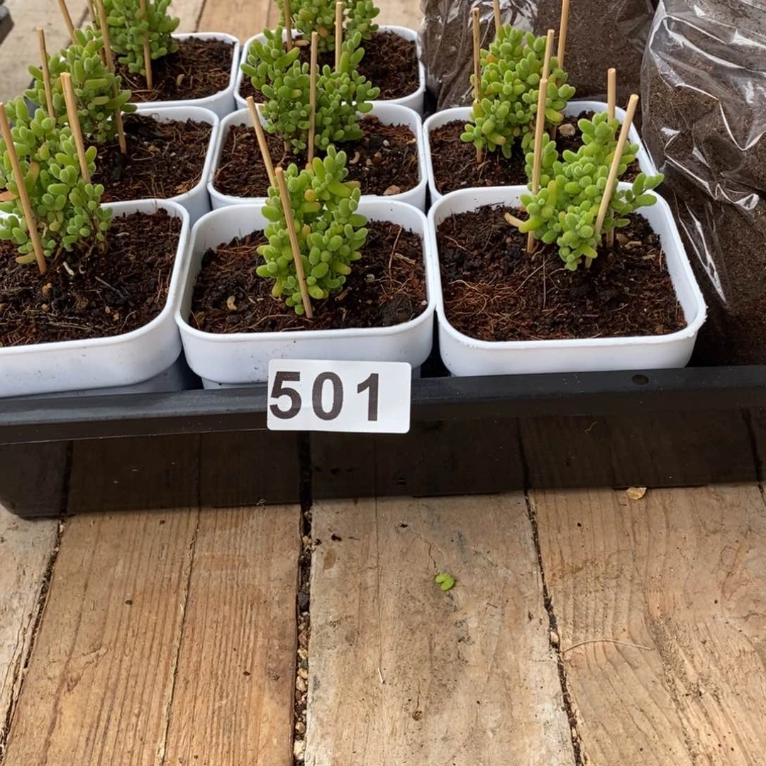 枝干番杏多肉植物501