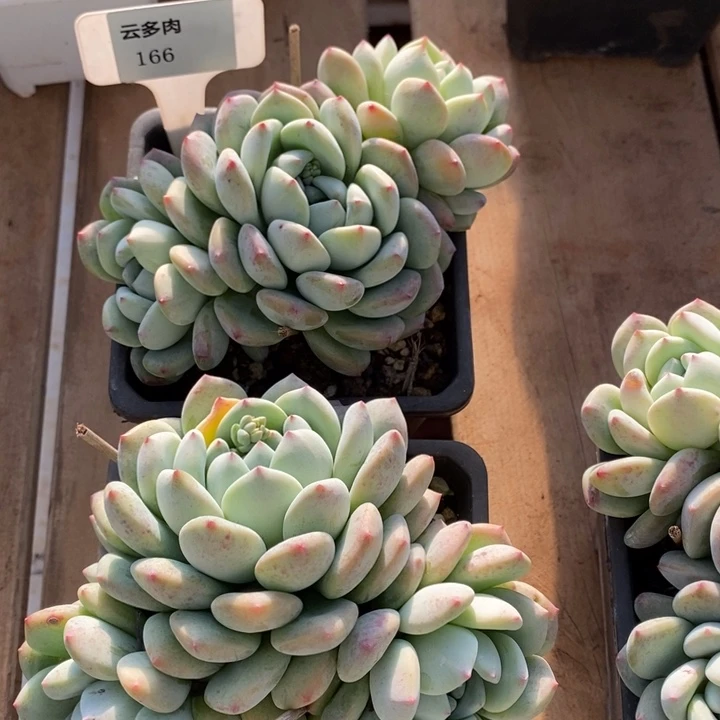 D166- 直播福利望苏两颗