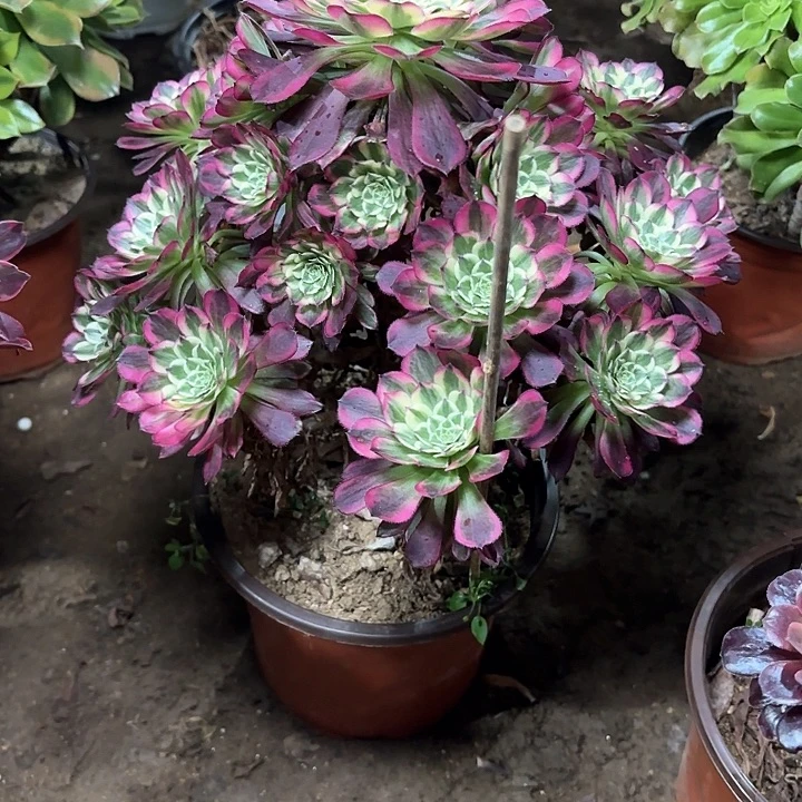 多肉植物法师天合120