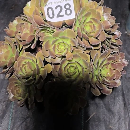 028黑魔花花法师3-26