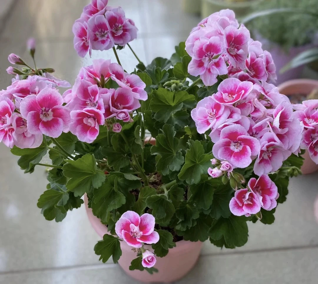 天竺葵盆栽花室内阳台庭院花卉常年开花