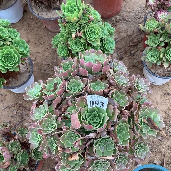 093柠檬玫瑰大手捧3