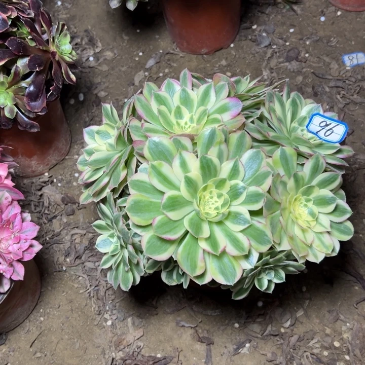 ****康多肉植物玉姿法师96