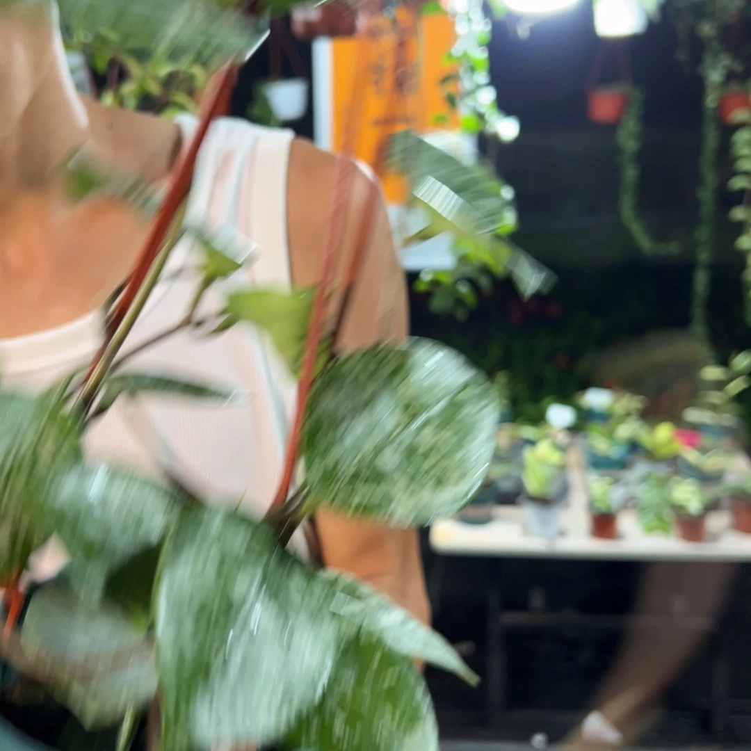 简***孩无花朵高斑雀斑球兰