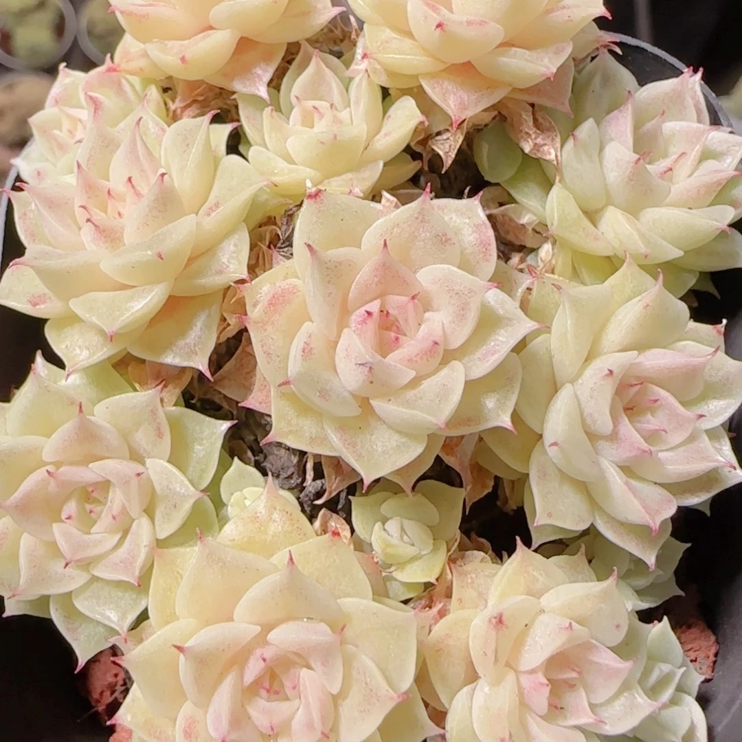 花语逸镜1130-198散