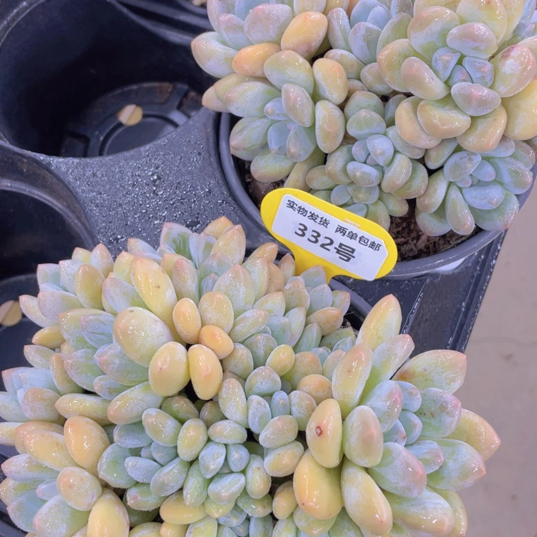 332号 老桩大香水捧花群一个