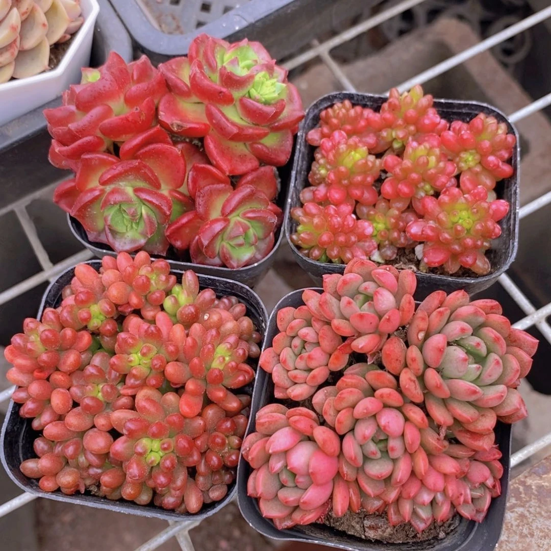 红色套餐 带盆土