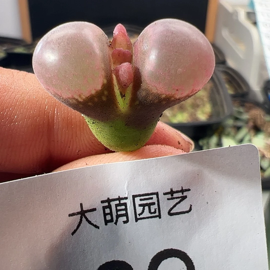 一物一拍大萌1号红风铃。  89
