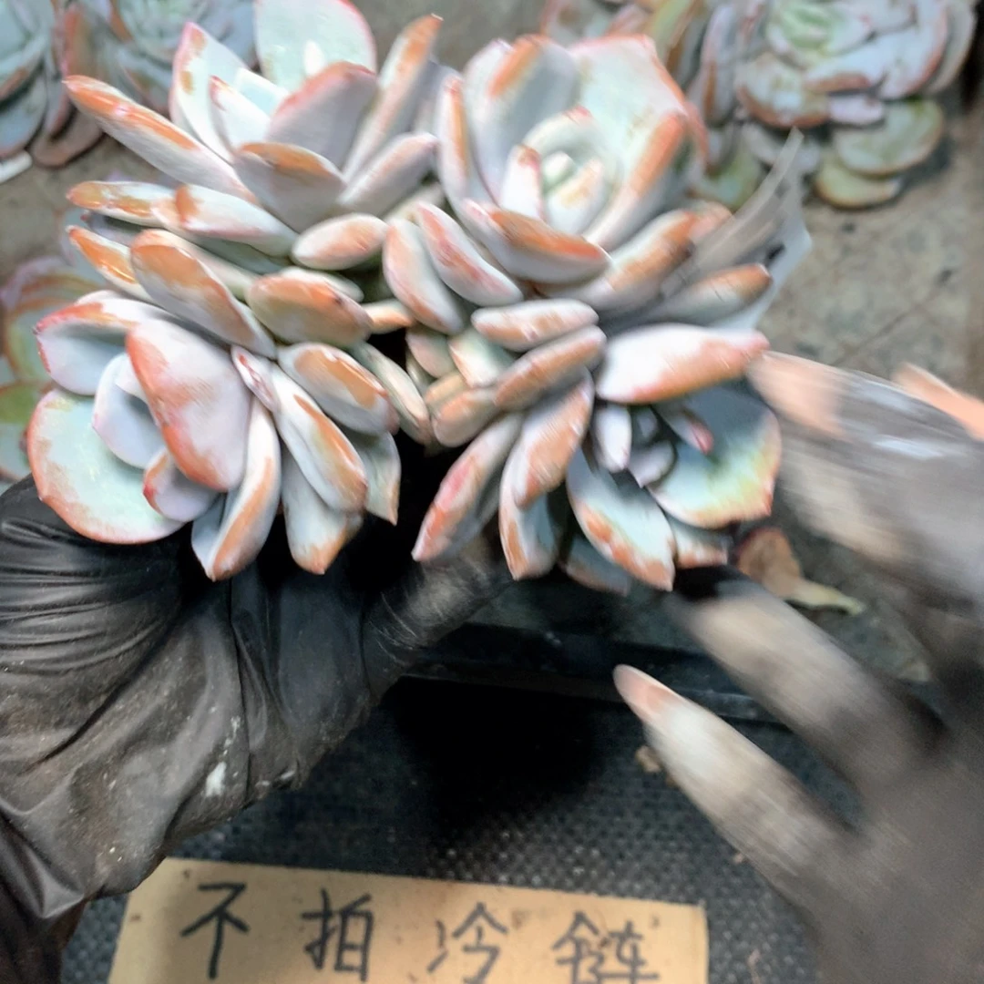 # 114 瑕疵不拍冷链不售后