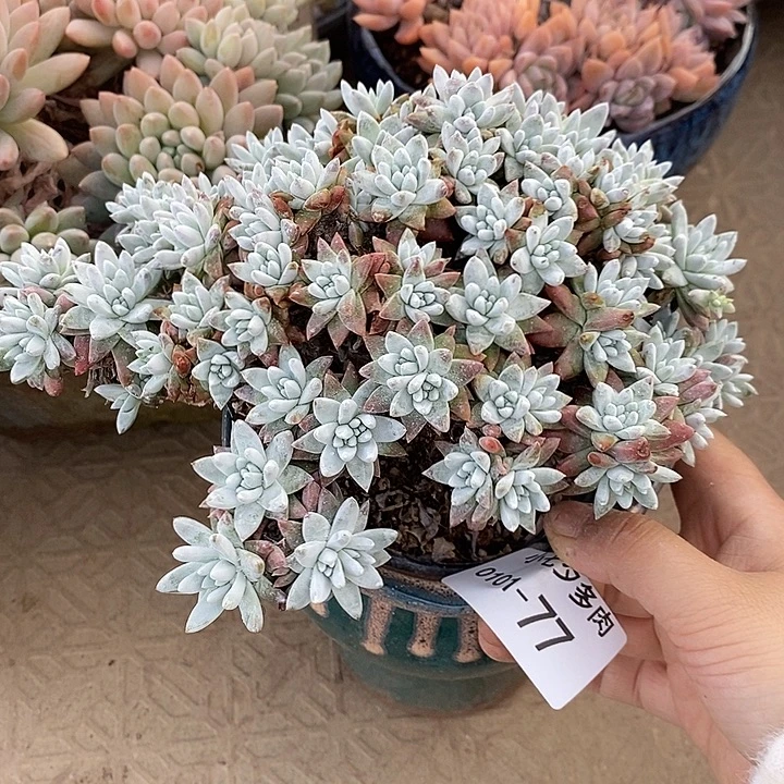 小七夕多肉白菊77