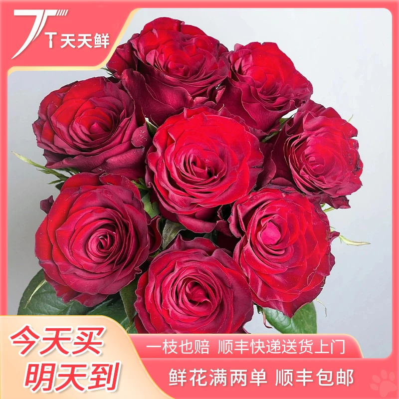 顺丰次日达【 9支 高原红玫瑰 】鲜花任意两单顺丰送货上门
