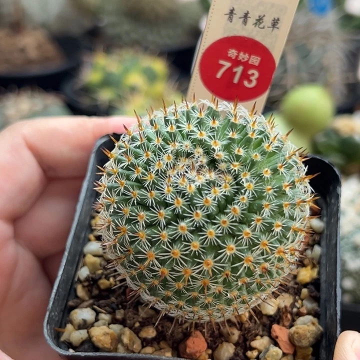 实生欧系恋山彦4.5cm一棵仙人球