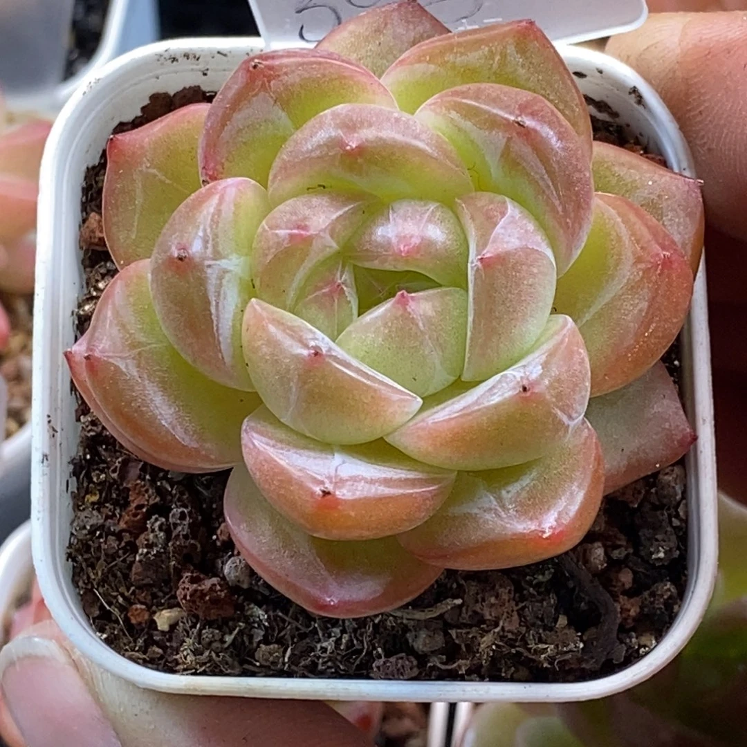 天官赐福百无禁忌