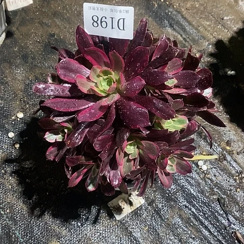 198赤霞飞多肉法师锦