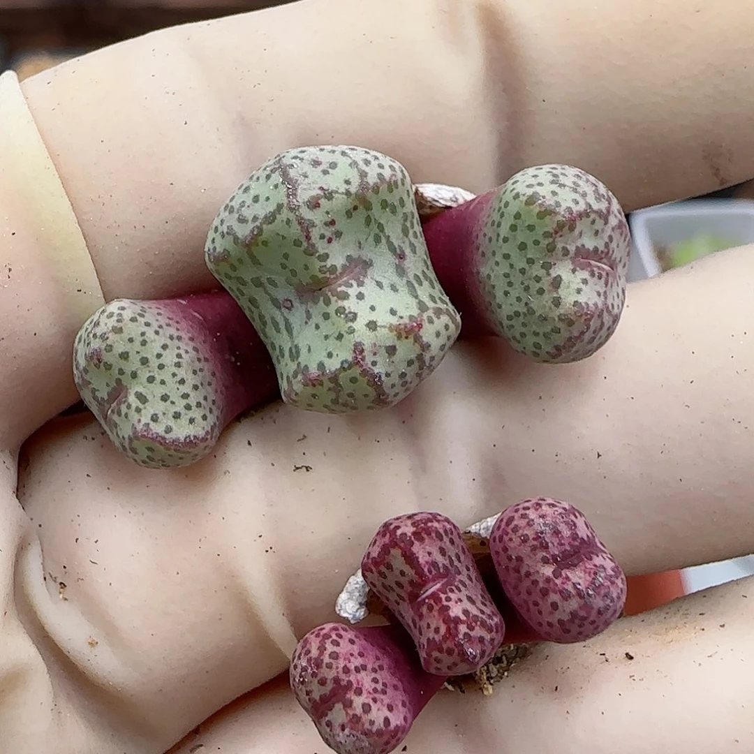 745杂交福利福利