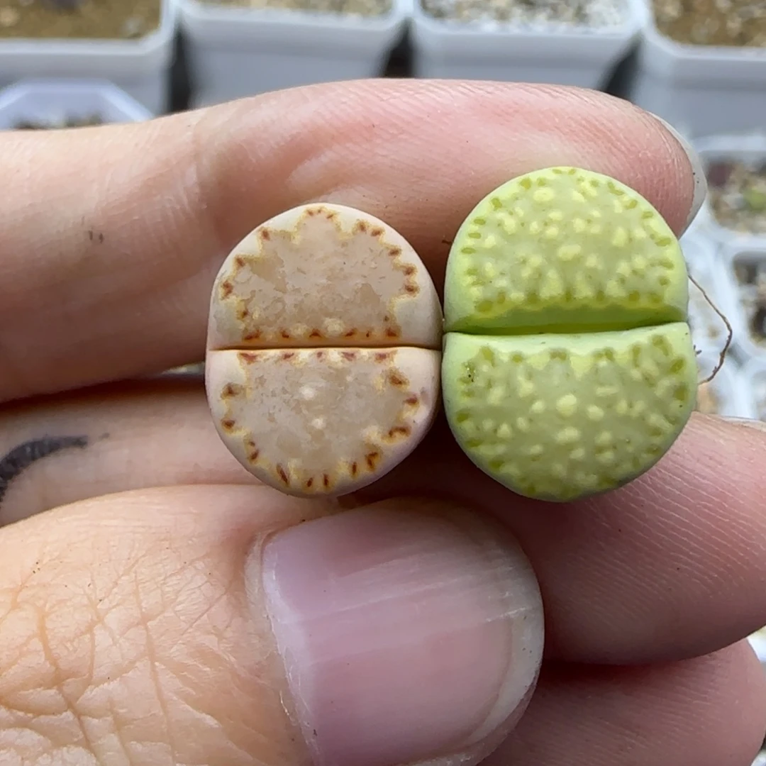 614饼干清框福利30包邮