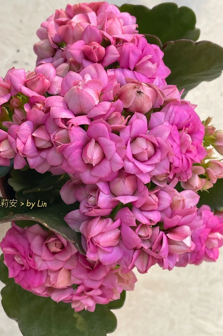 【莉莉安】重瓣渐变名贵长寿花盆栽室内四季开花净化空气ins绿植